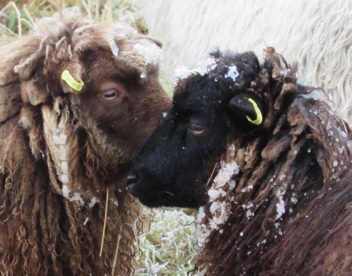 Newsletter vom Arche- und Skuddenhof Moordiek        Dezember 2025