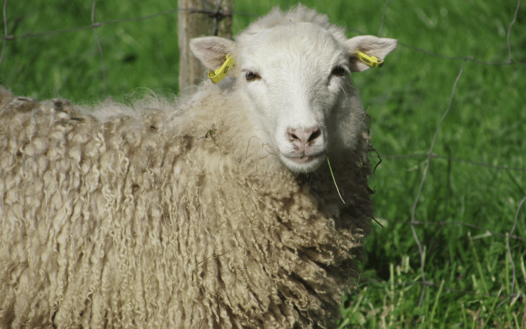 Newsletter vom Arche- und Skuddenhof Moordiek Februar 2026