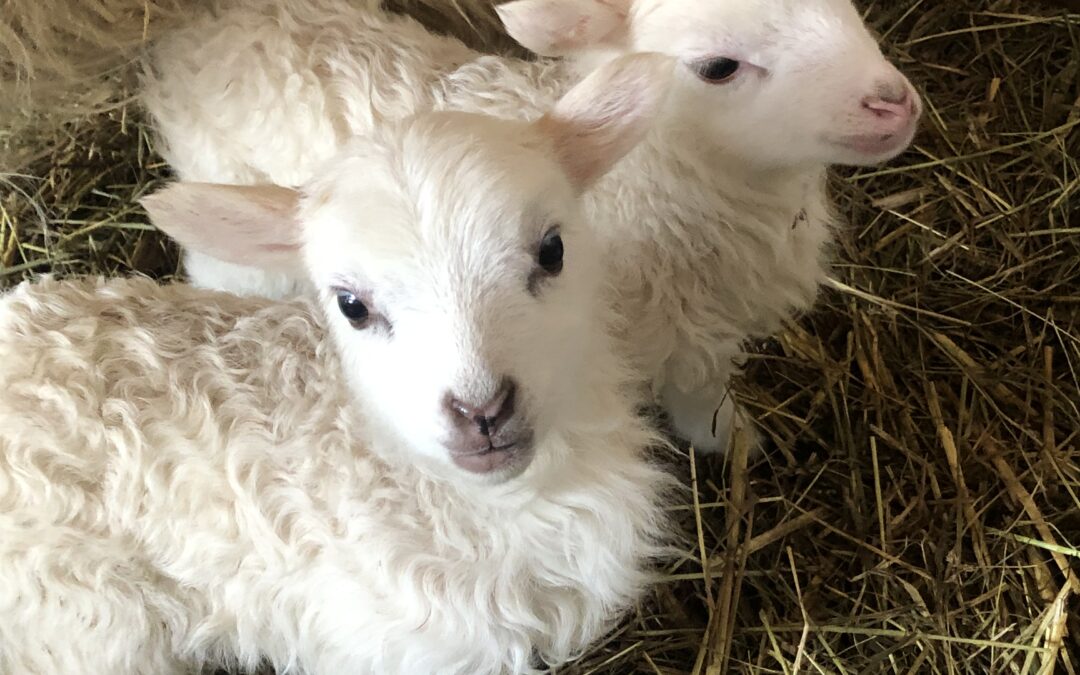 Newsletter vom Arche- und Skuddenhof Moordiek April 2026