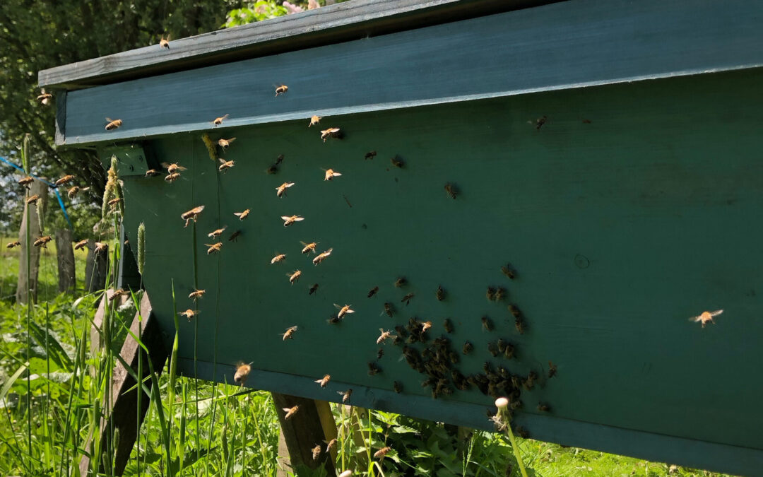 Newsletter vom Arche- und Skuddenhof Moordiek Juni 2026