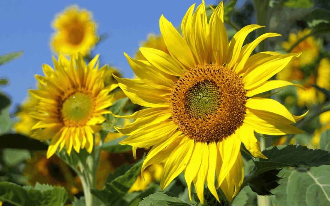 Newsletter vom Arche- und Skuddenhof Moordiek August 2026