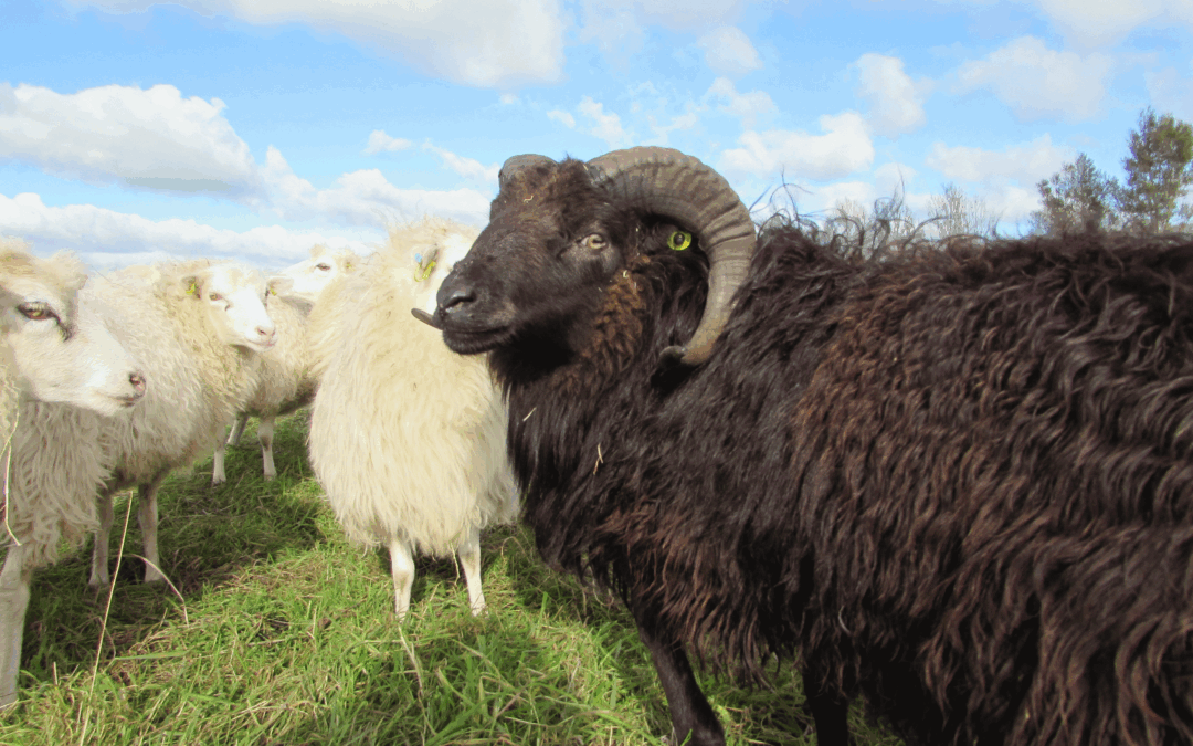 Newsletter vom Arche- und Skuddenhof Moordiek Oktober 2026